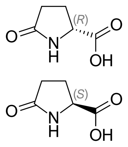 Kwas L-piroglutaminowy w proszku