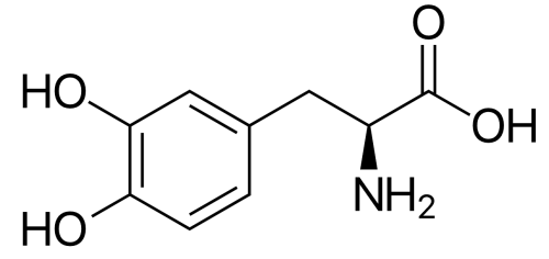 3,4-Dihydroxy-L-phenylalanine ( Levodopa, L-Dopa )